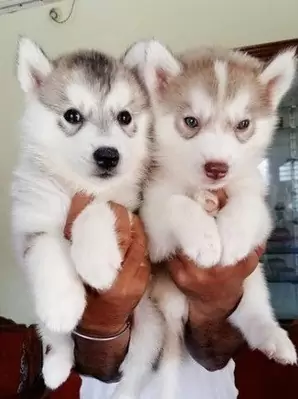 $ 500 Dos cachorros de husky siberiano