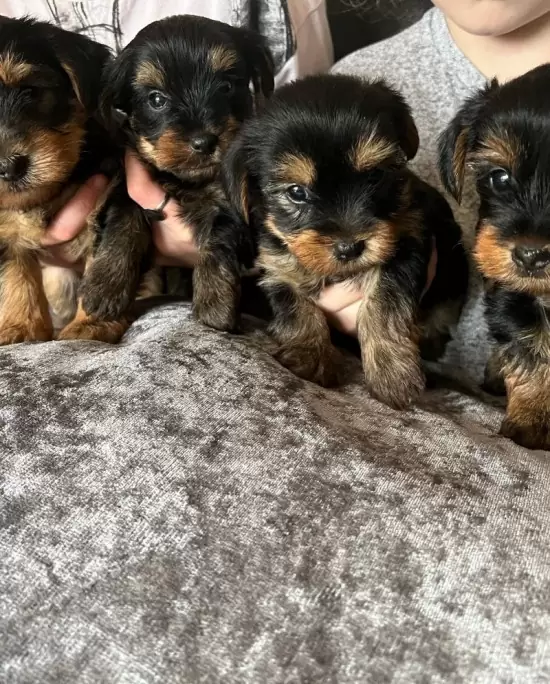$ 460 Cachorros de yorkshire terrier para un nuevo hogar