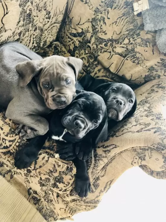 $ 460 Cachorros de cane corso listos para un nuevo hogar