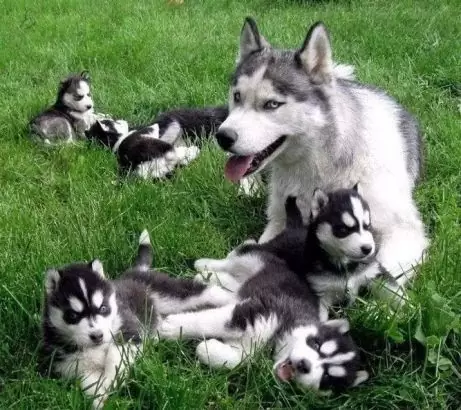 $ 500 Lindos cachorros de husky siberiano cariñosos